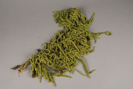 Amaranthe Caudatus préservée vert olive L70cm