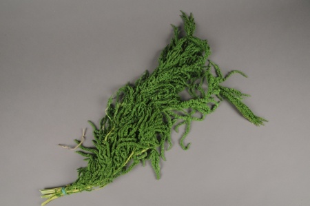 Amaranthe Caudatus préservée verte L75cm