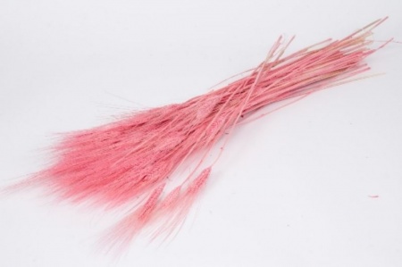 Blé barbu séché rose pâle H70cm