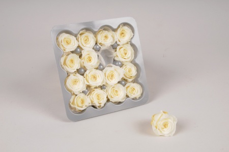 Boîte de 16 mini roses stabilisées ivoire