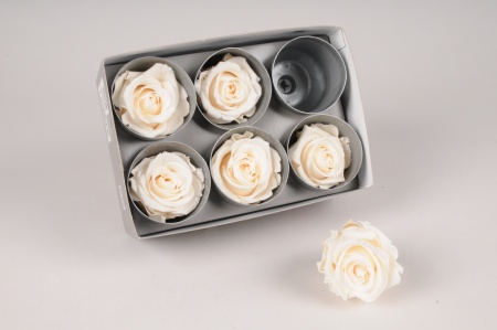 Boîte de 6 roses stabilisées crème