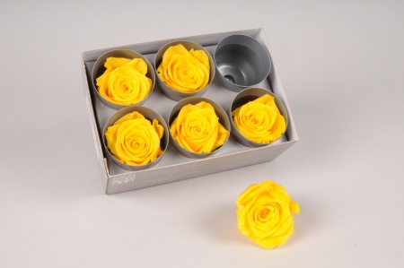 Boîte de 6 roses stabilisées jaunes