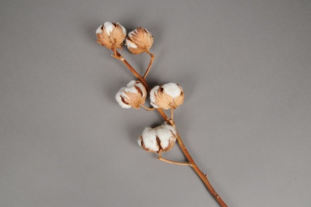 Branche de fleurs de coton séchées H55cm