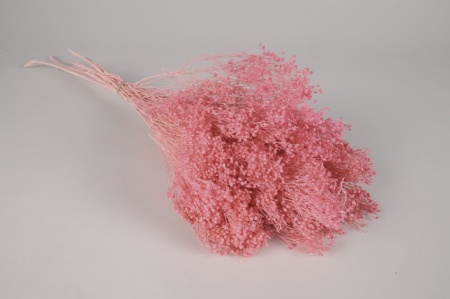 Broom bloom séché rose H55cm