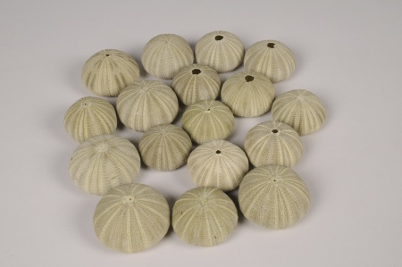 Coquilles d'oursins verts D5cm