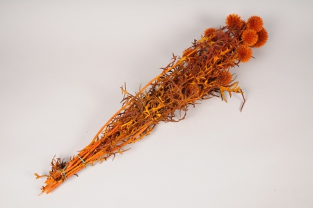 Echinops préservé cognac H74cm