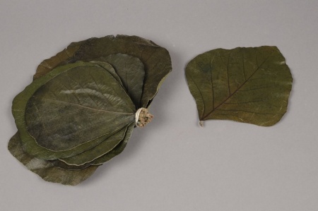 Feuilles de palas stabilisées vertes D10/20cm