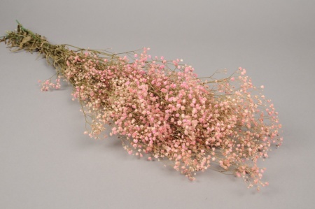 Gypsophile paniculé préservé rose H75cm