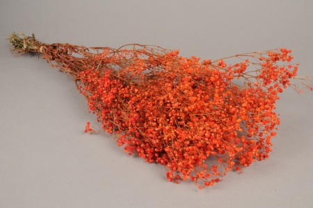 Gypsophile paniculé préservé rouge H75cm