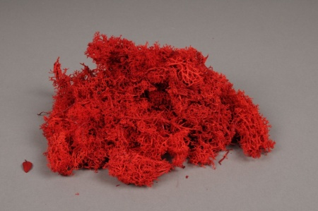 Mousse Islande préservée rouge rouille