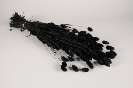 Phalaris séché noir H68cm