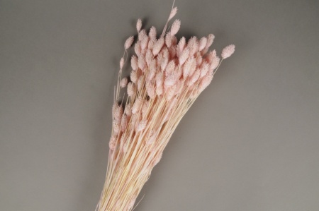 Phalaris séché rose pâle H60cm