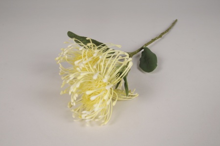 Protea artificiel crème H48cm