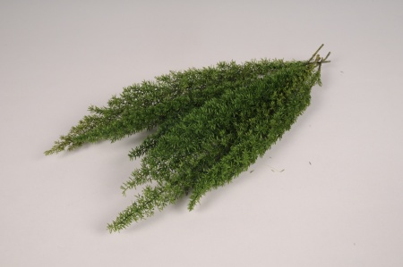 Asparagus préservé vert H36cm