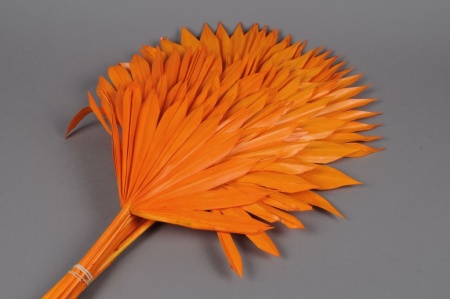 Palm sun séchée orange H60cm