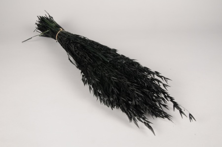 Avoine séchée noire H67cm