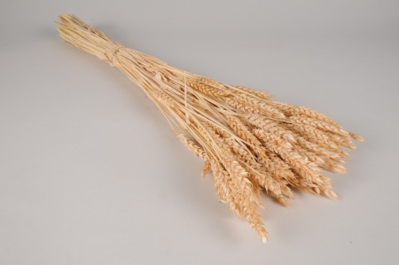 Blé séché beige H68cm