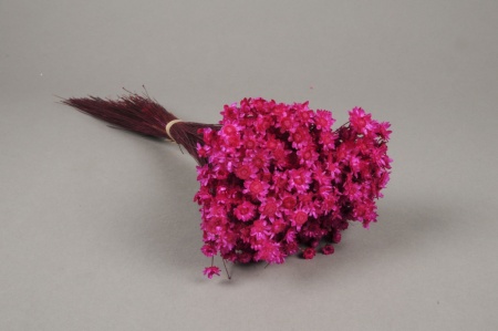 Glixia séché fuchsia H50cm