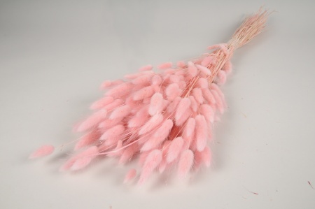 Lagurus séché rose pâle H70cm