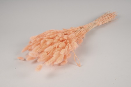 Lagurus séché melon H70cm