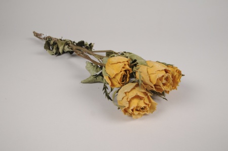 Roses séchées jaunes H50cm