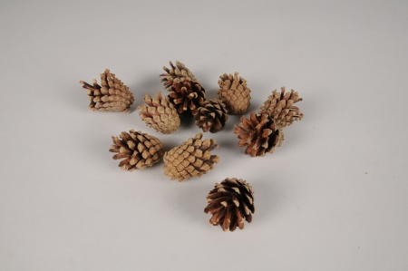 Pommes de pin naturelles 1kg
