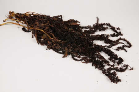 Amaranthe caudatus préservée acajou L70cm