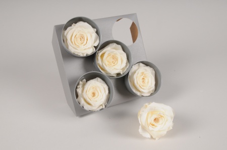 Boîte de 5 roses stabilisées crème