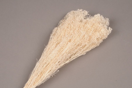 Broom bloom séché blanc H50cm