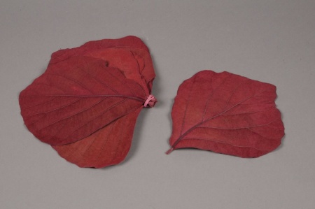 Feuilles de palas stabilisées bordeaux D15cm