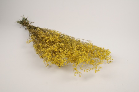 Gypsophile paniculé préservé jaune H70cm