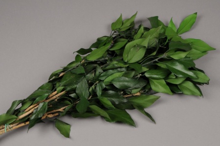 Lierre préservé vert H60cm