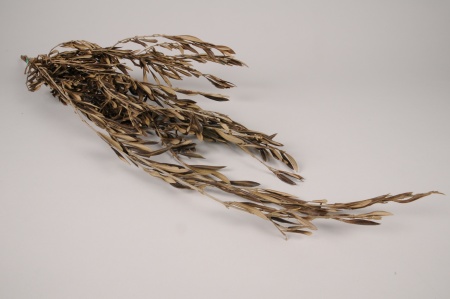 Olivier stabilisé marron H85cm