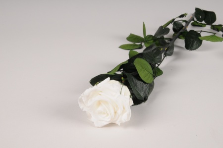 Rose stabilisée blanche H52cm