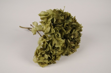 Hortensia préservé vert olive H36cm