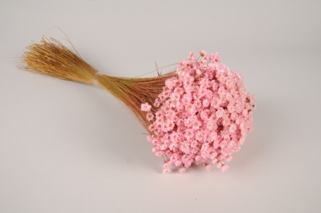 Glixia séché rose pastel H45cm