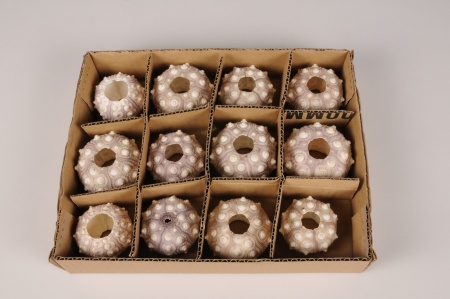 Coquillages oursins violets D6cm