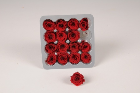 Boîte de 16 mini roses stabilisées rouge foncé