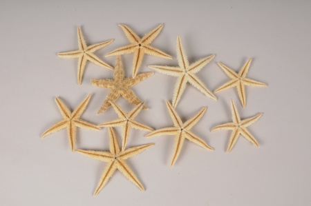 Étoiles de mer naturelles D7cm