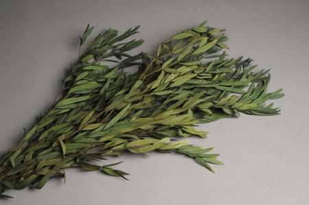 Eucalyptus parvifolia stabilisé vert H60cm