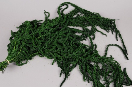 Amaranthe caudatus préservée vert mousse L70cm