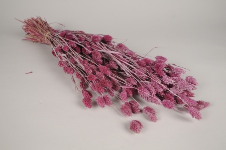 Phalaris séché framboise H70cm