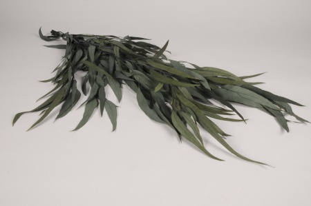 Eucalyptus pendula stabilisé vert H77cm