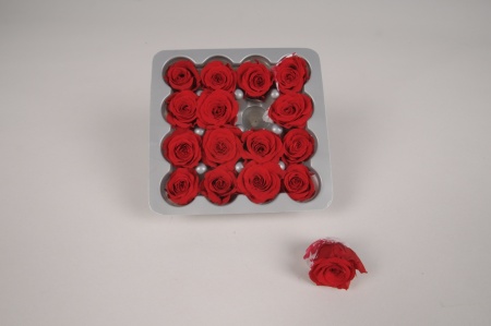 Boîte de 16 mini roses stabilisées rouges