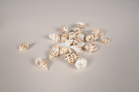 Coquillages babylonia blanc et beige 3cm