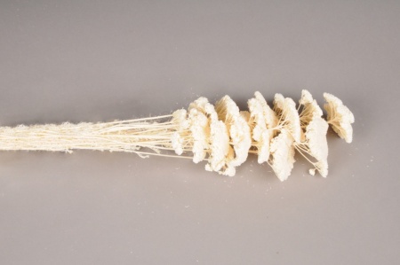 Achillea filipendulina séché blanc H70cm