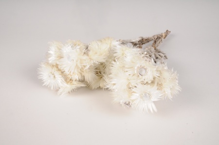 Immortelle séchée naturelle blanche H40cm