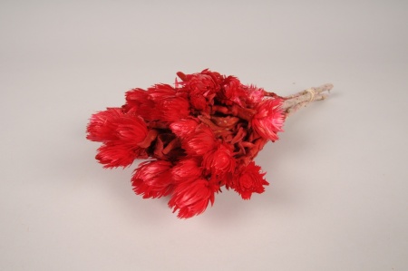 Immortelle séchée naturelle rouge H31cm