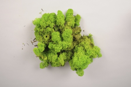 Lichen stabilisé naturel vert foncé 5kg