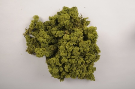 Lichen stabilisé naturel vert foncé 5kg